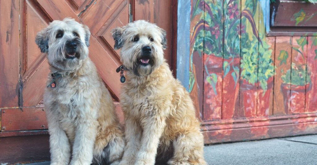 Soft Coated Wheaten Terriers