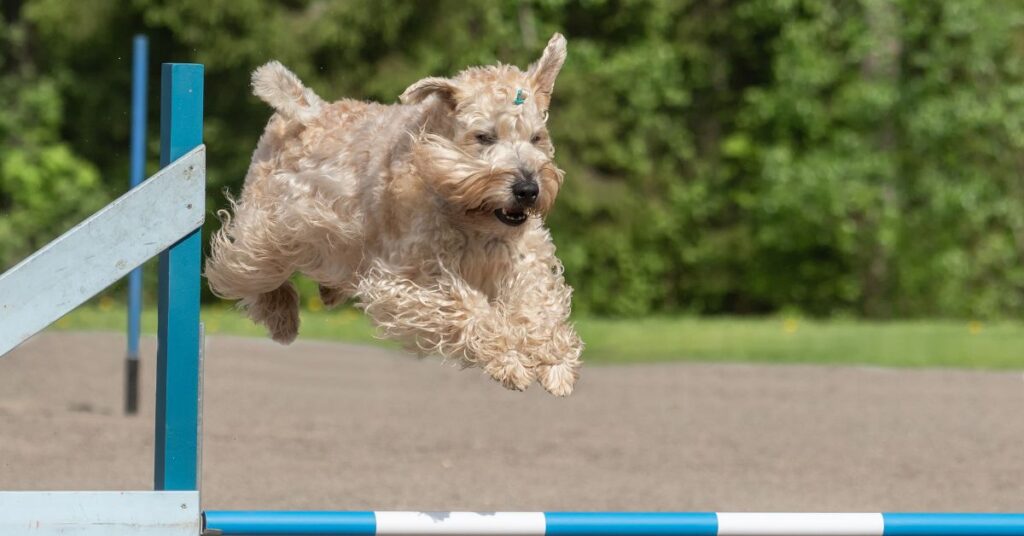Soft Coated Wheaten Terrier