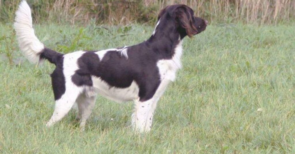 Small Munsterlander