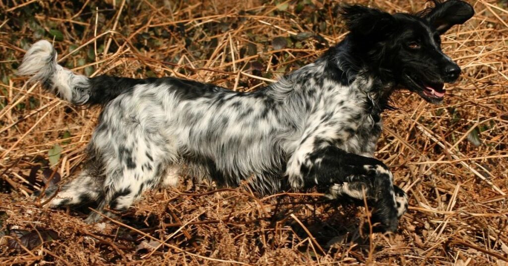 Small Munsterlander