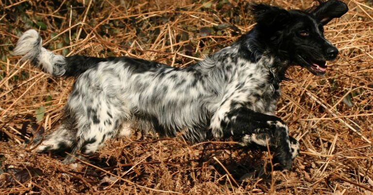 Small Munsterlander: The Energetic, Loyal, and Versatile Hunting Companion