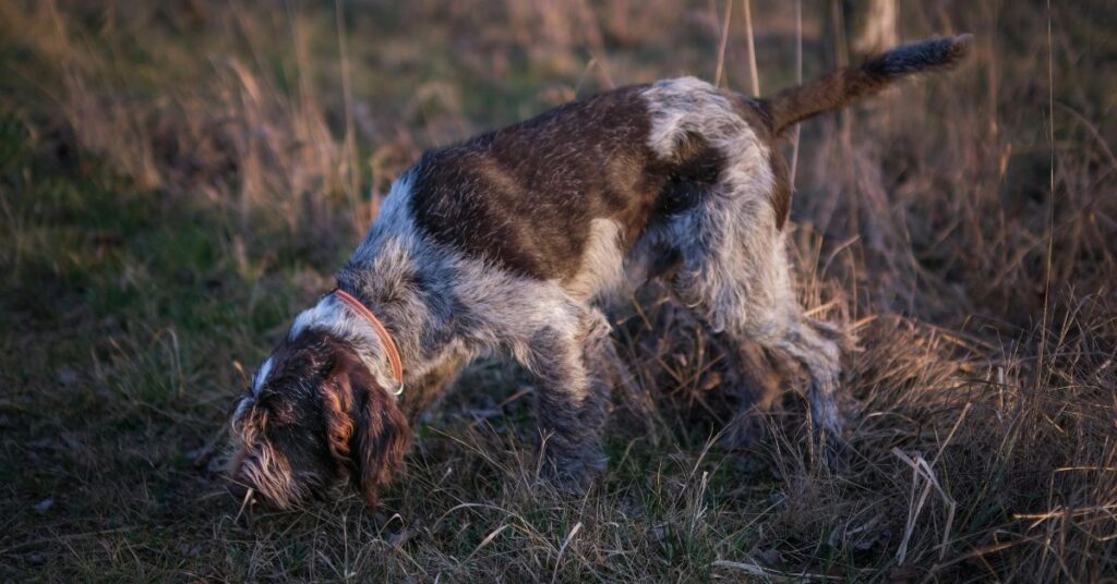 Wirehaired Pointing Griffon