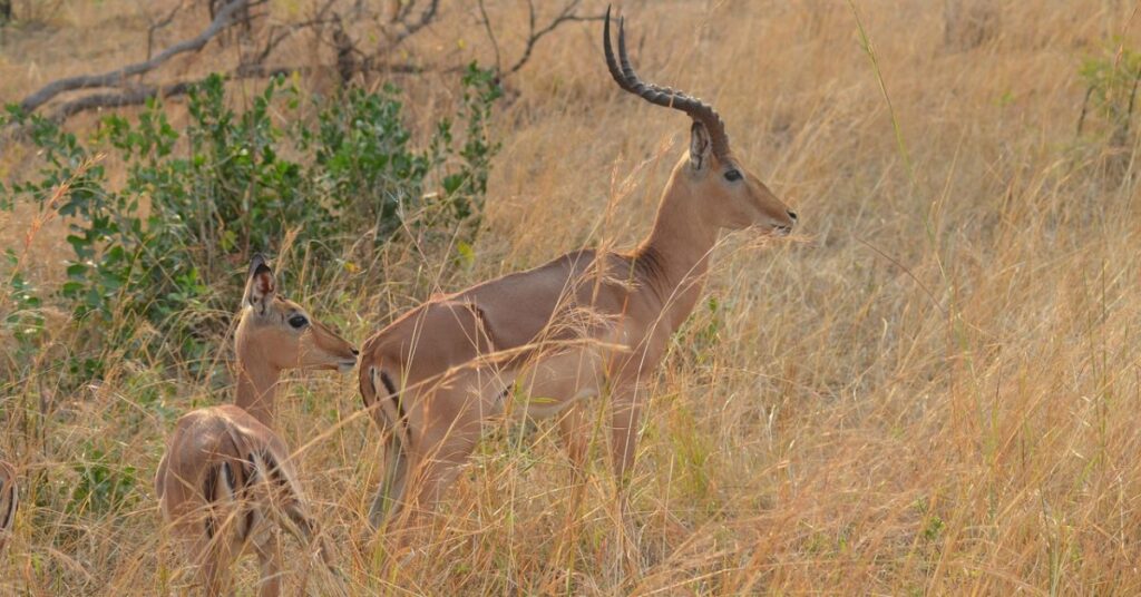 Gazelle, one of the game hunted the Sloughi is used to hunt for