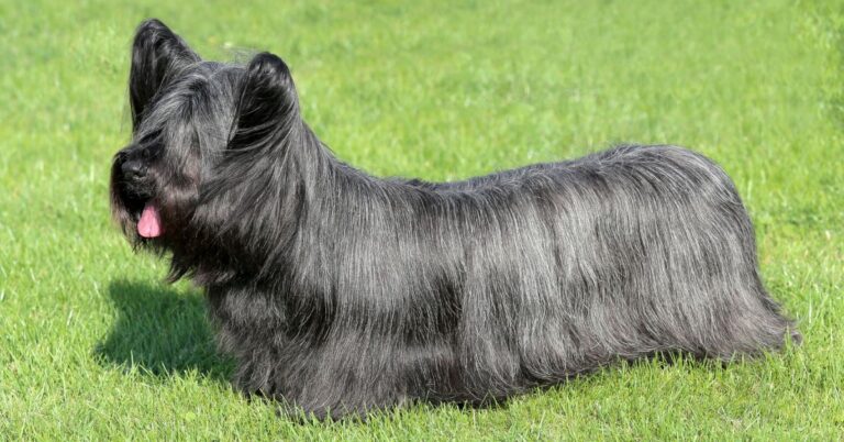 Skye Terrier: The Loyal, Elegant, and Courageous Scottish Companion