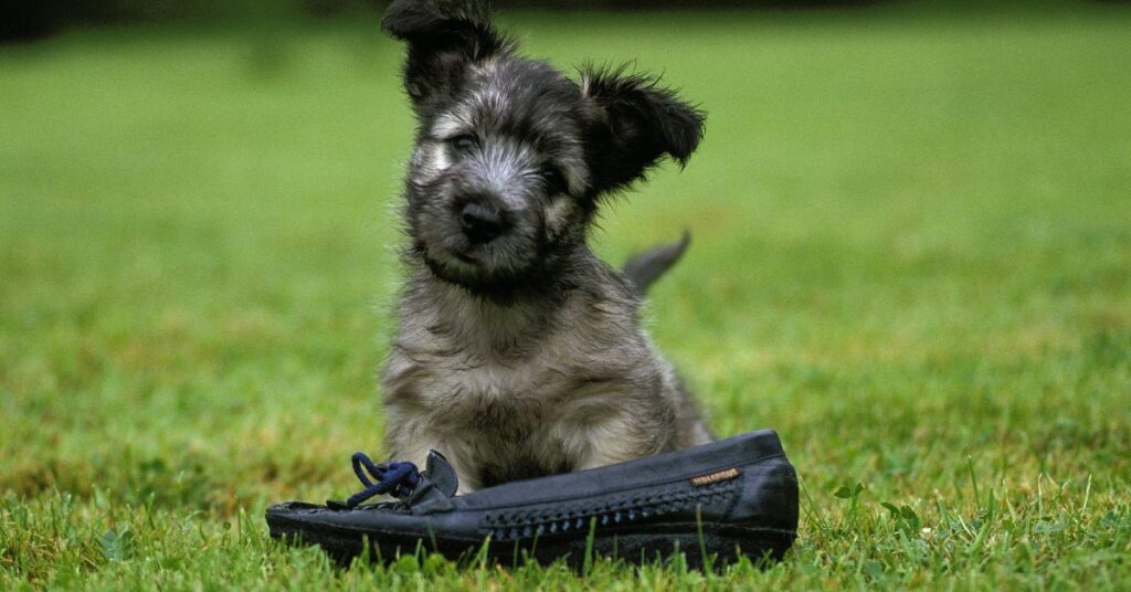Skye Terrier Puppy