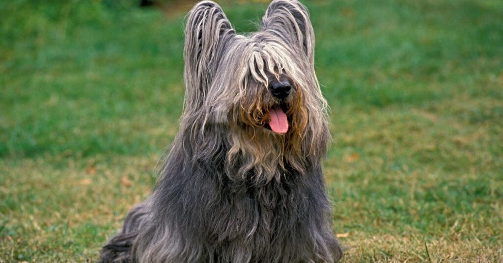 Skye Terrier