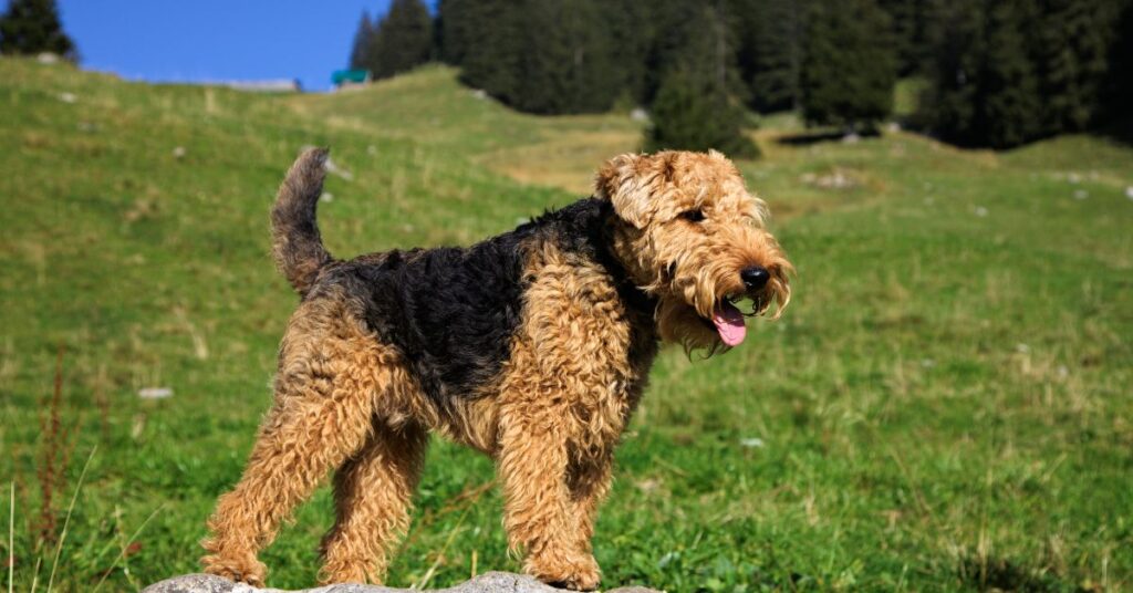 Welsh Terrier