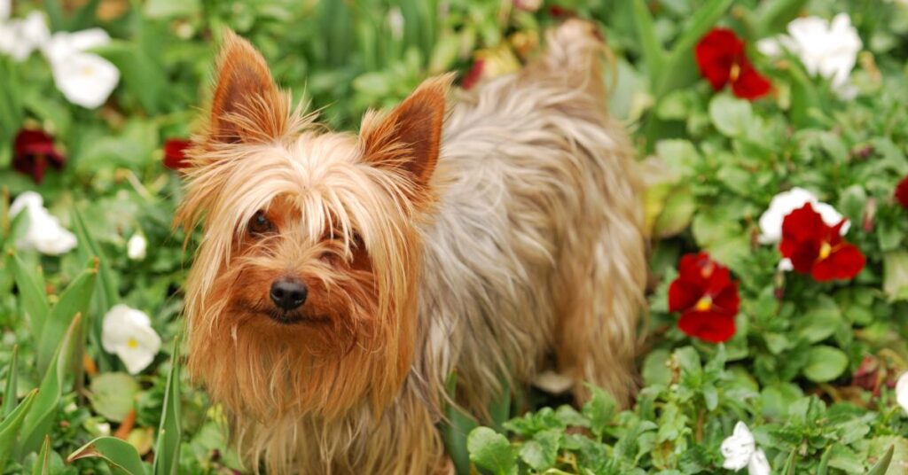 Silky Terrier