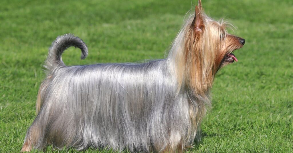 Silky Terrier
