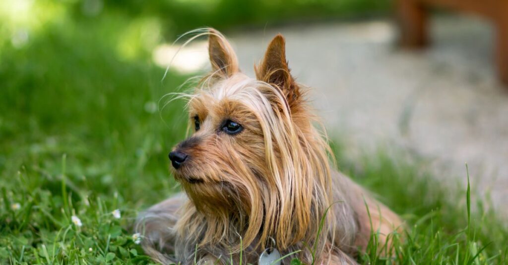 Silky Terrier