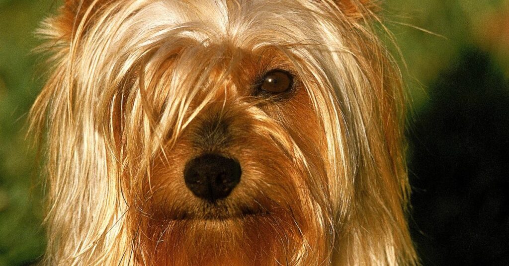 Silky Terrier