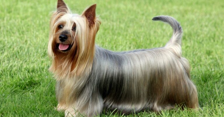Silky Terrier: The Playful, Confident, and Elegant Toy Companion