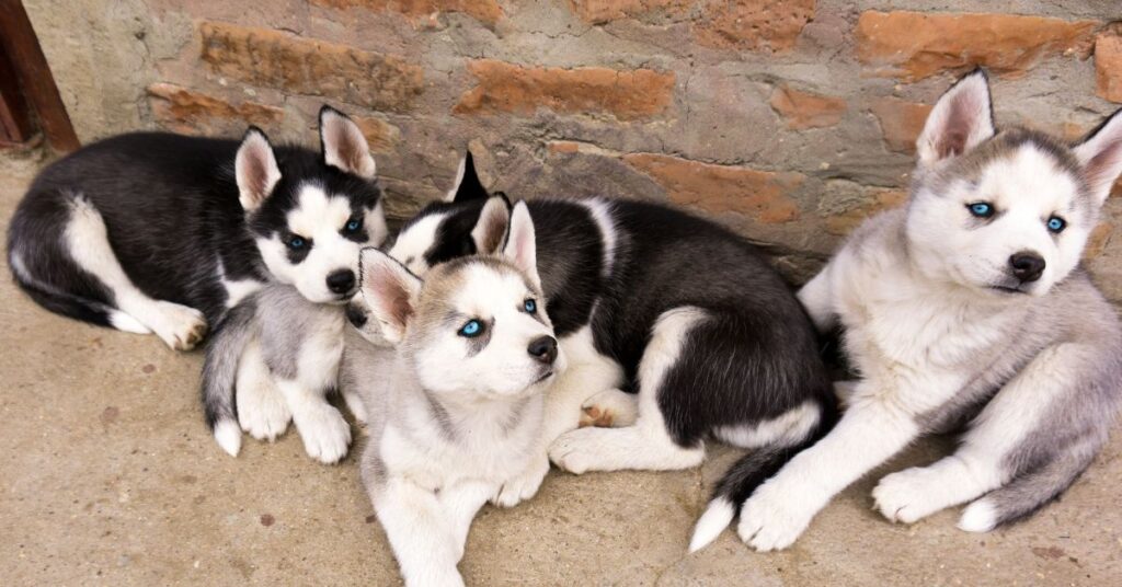 Siberian Husky puppies