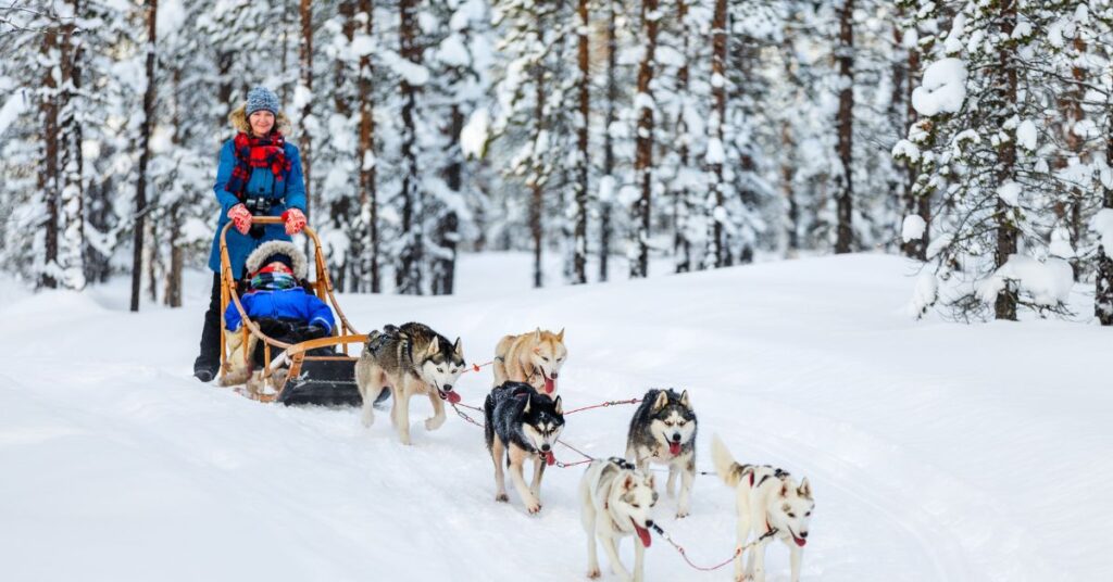 Siberian Husky sledding