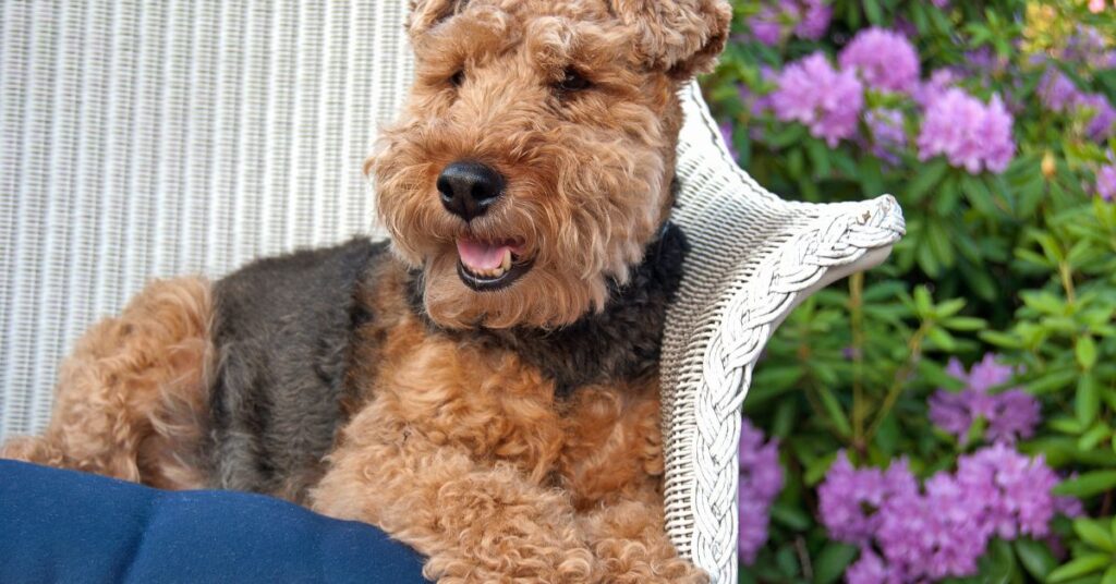 Welsh Terrier