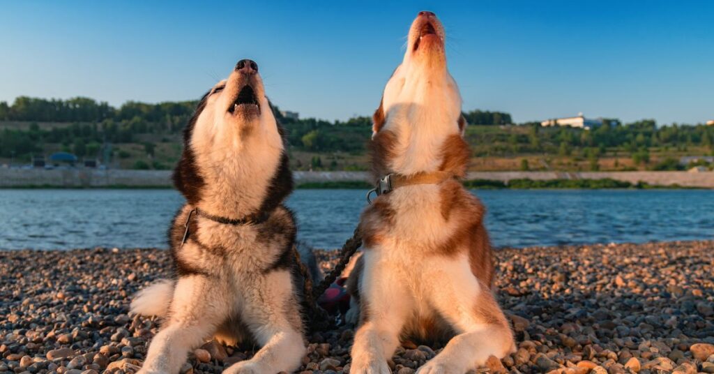 Siberian Huskys howling