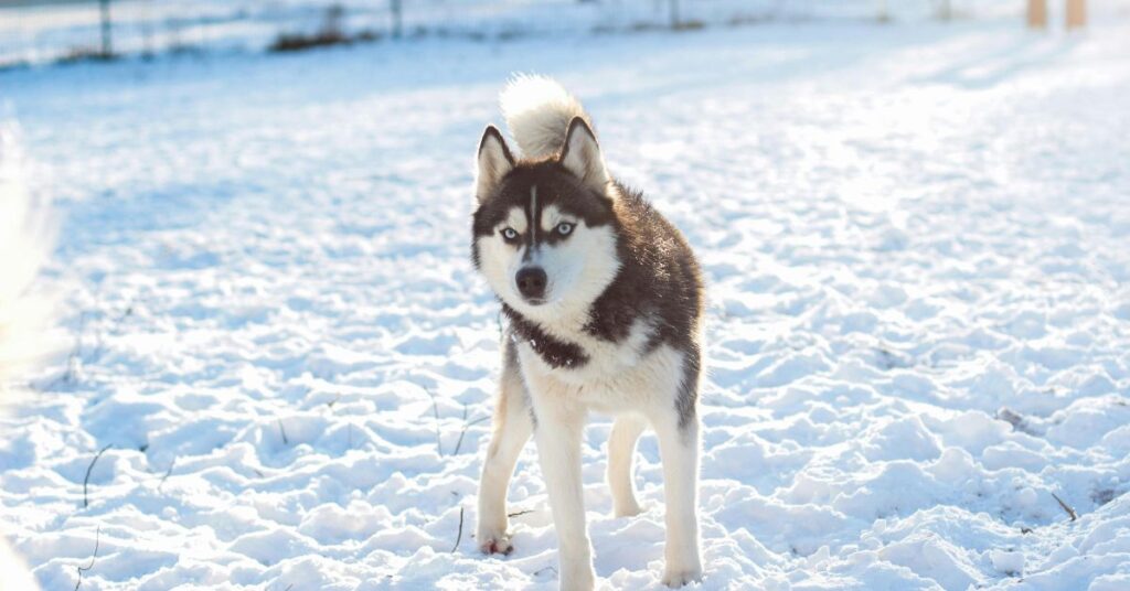 Siberian Husky