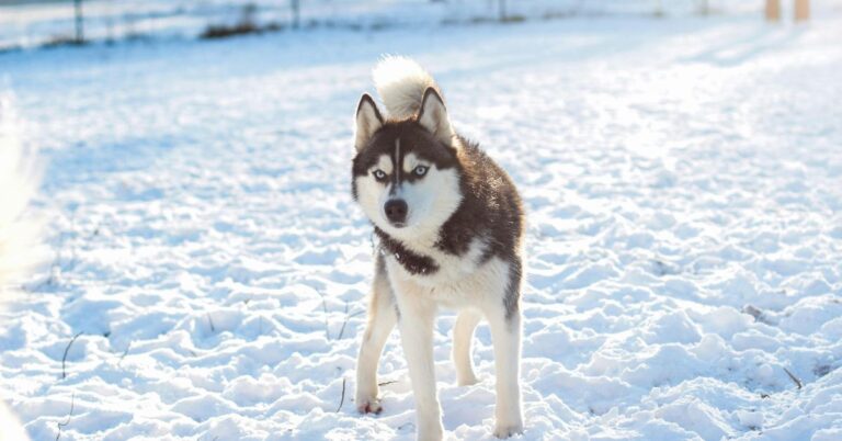 Siberian Husky: The Energetic, Loyal, and Stunning Arctic Companion