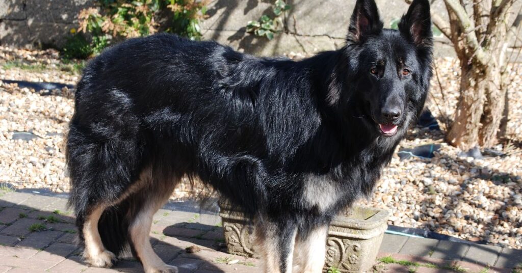 Shiloh Shepherd