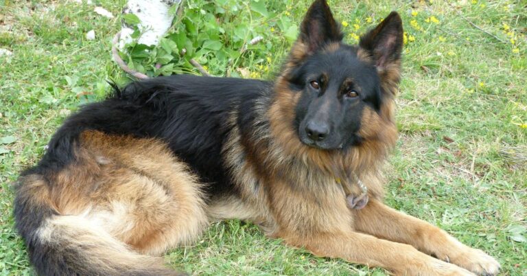 Shiloh Shepherd: The Loyal, Gentle, and Intelligent Family Guardian