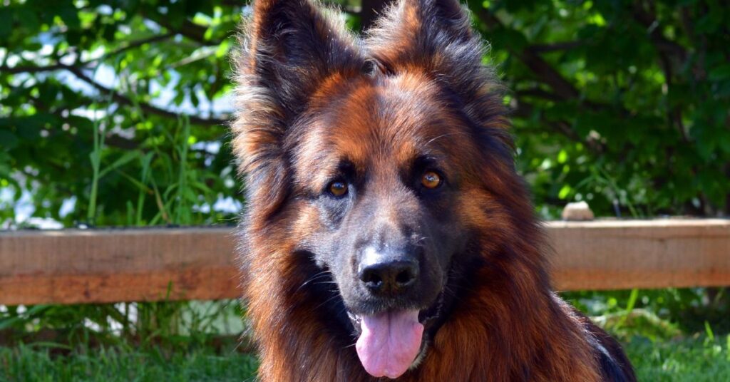 Shiloh Shepherd