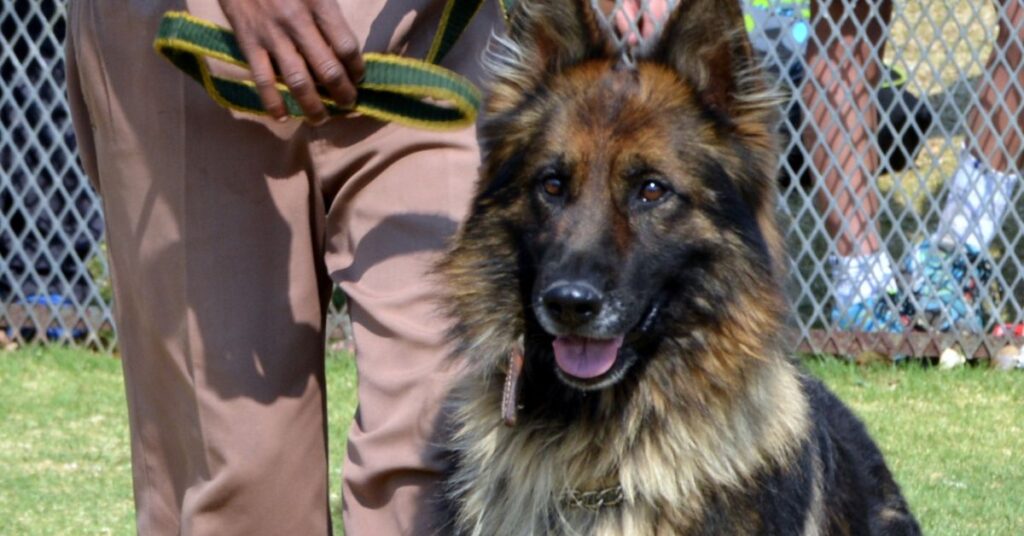 Shiloh Shepherd