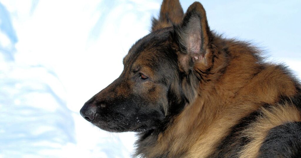 Shiloh Shepherd