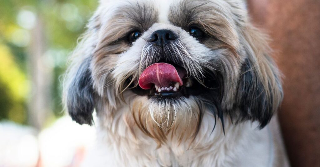 Shih Tzu