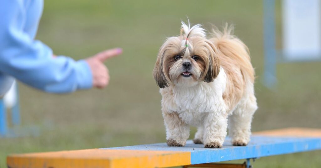 Shih Tzu