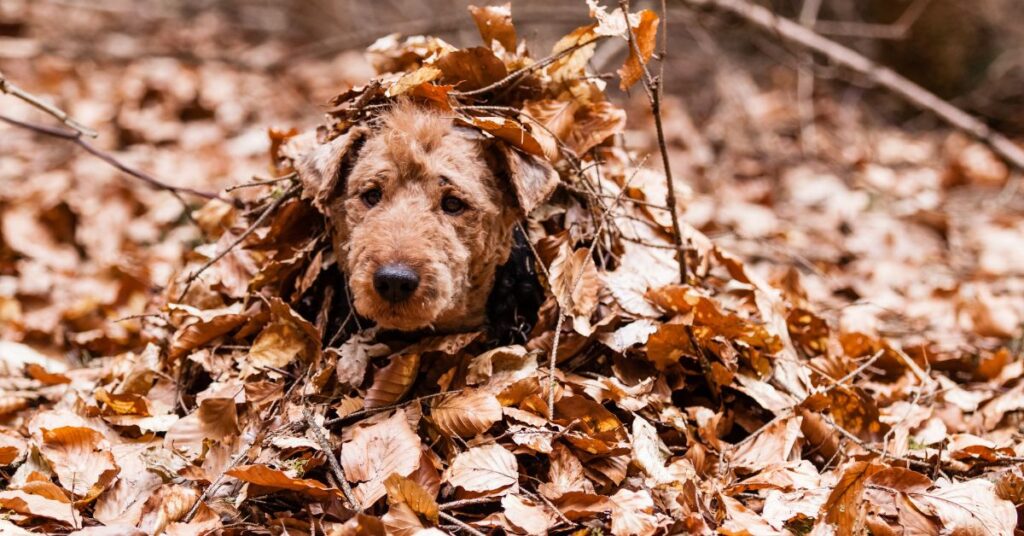 Welsh Terrier