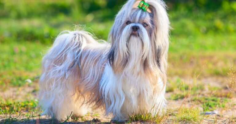 Shih Tzu: The Affectionate, Playful, and Regal Lapdog