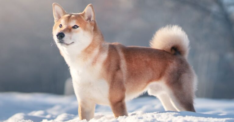 Shiba Inu: The Bold, Loyal, and Independent Japanese Companion