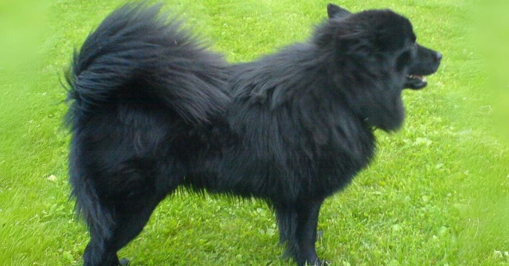 Swedish Lapphund