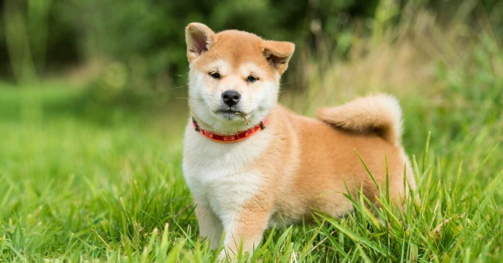 Shiba Inu Puppy