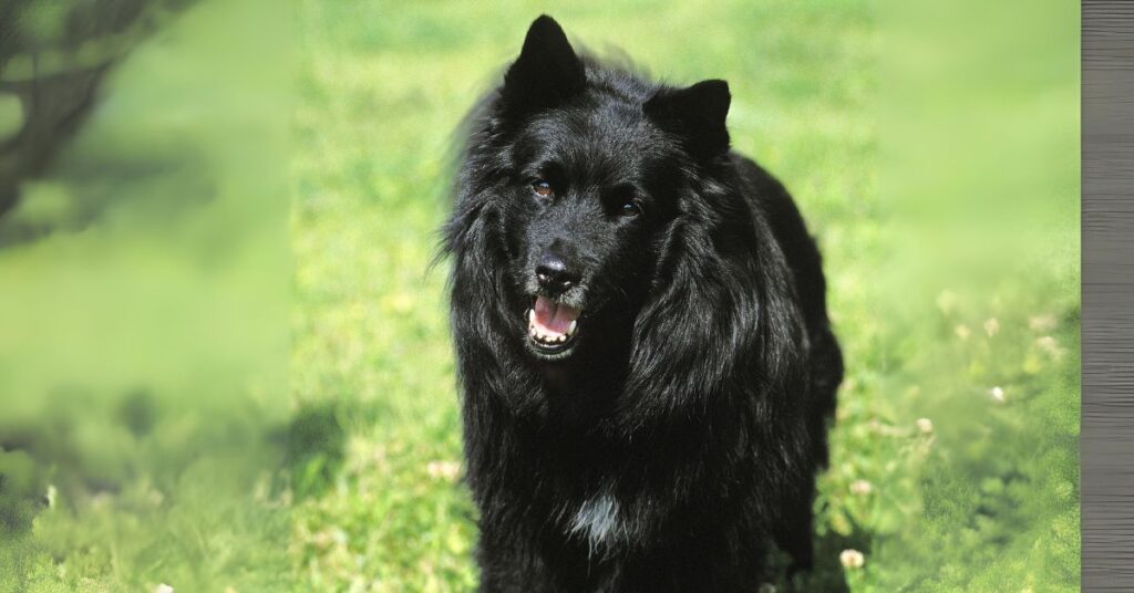 Swedish Lapphund