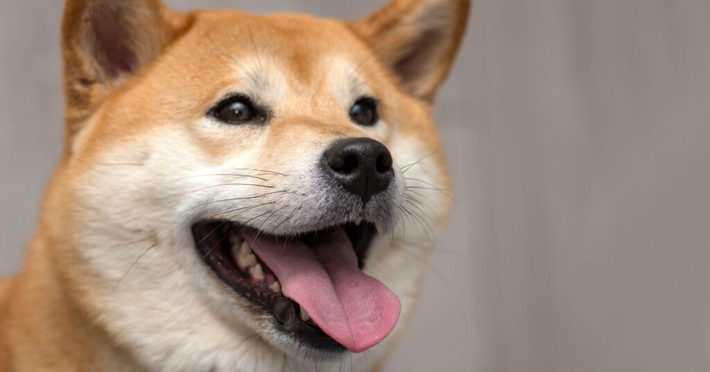 Shiba Inu