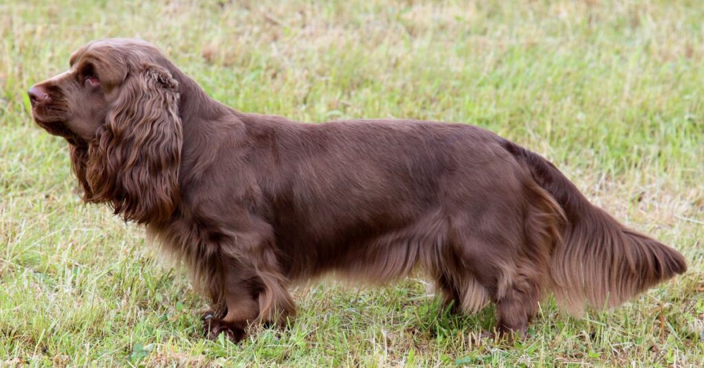 Sussex Spaniel