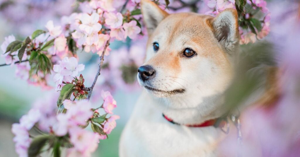 Shiba Inu