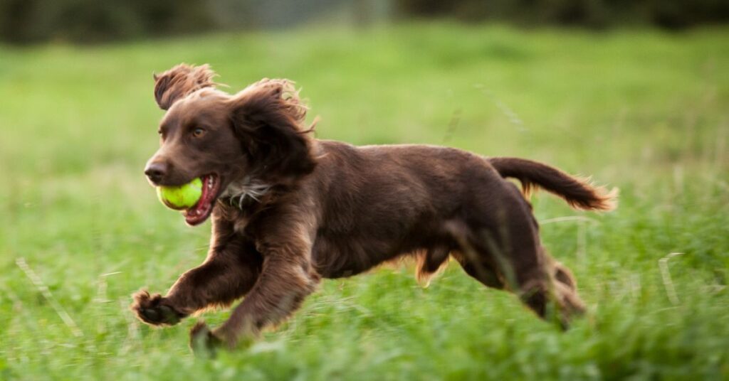 Sussex Spaniel