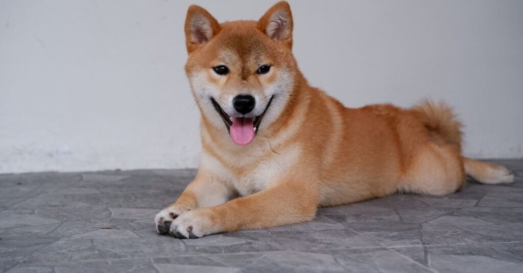Shiba Inu