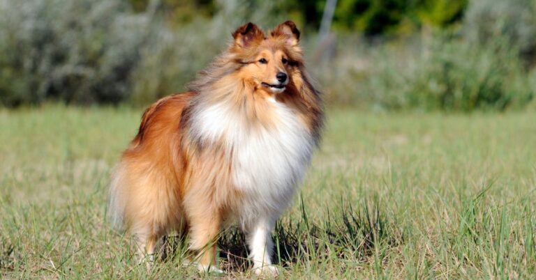 Shetland Sheepdog: The Intelligent, Loyal, and Agile Family Companion