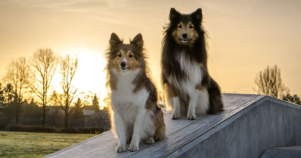 2 Shetland Sheepdogs