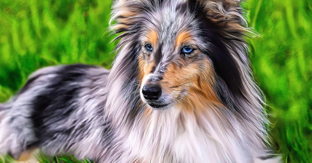 Shetland Sheepdog