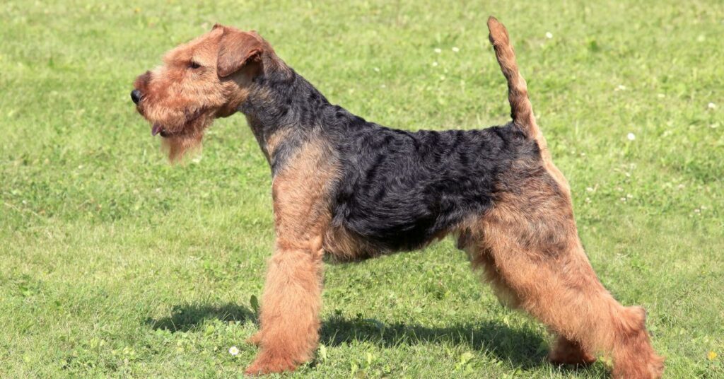 Welsh Terrier