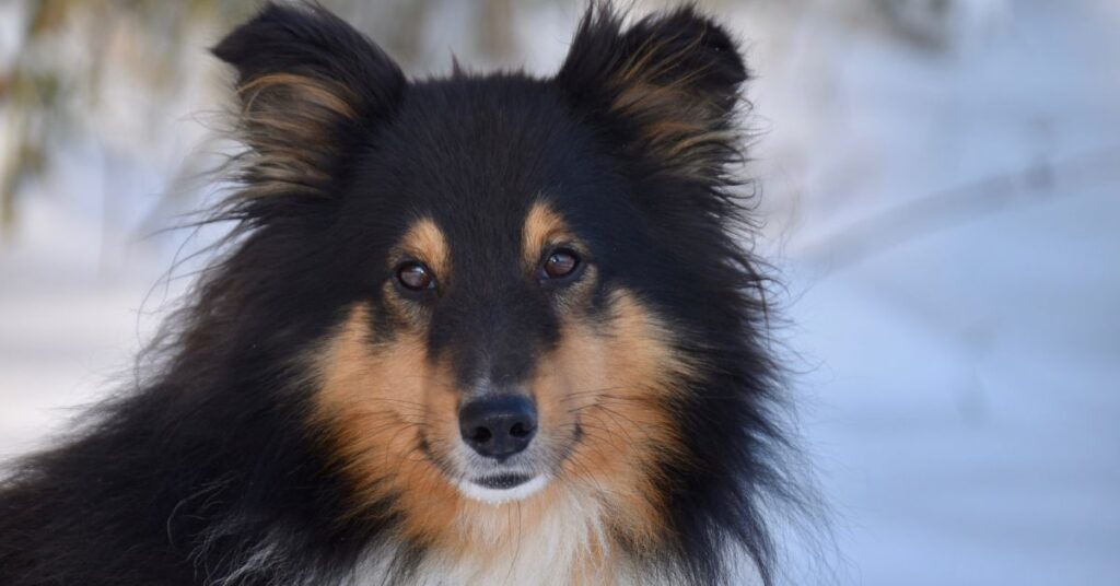Shetland Sheepdog