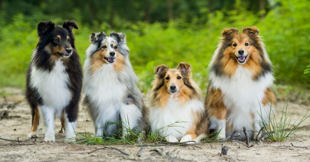 4 Shetland Sheepdogs