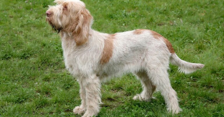 Spinone Italiano: The Gentle, Loyal, and Versatile Italian Hunting Dog