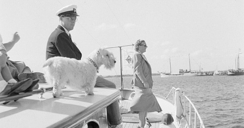 Sealyham Terrier