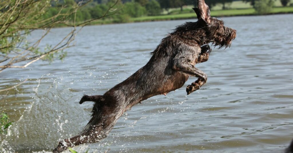 Spinone Italiano