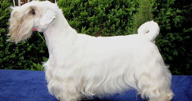 Sealyham Terrier: The Spirited, Loyal, and Charming Little Companion